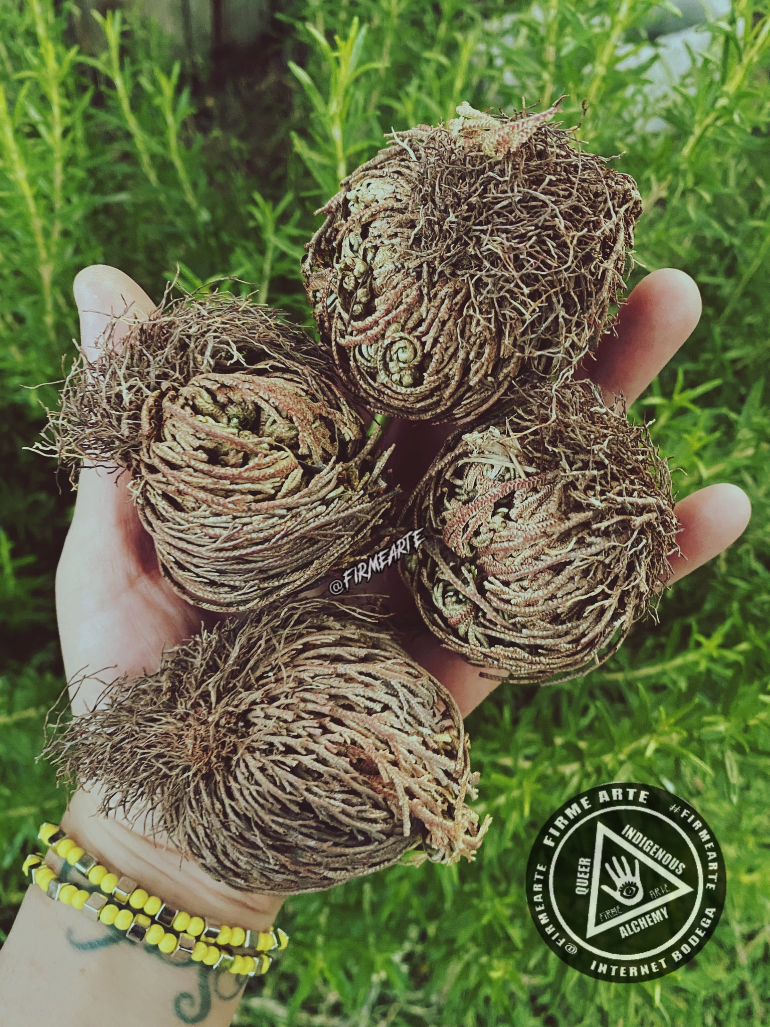 Rose Of Jericho | The resurrection plant