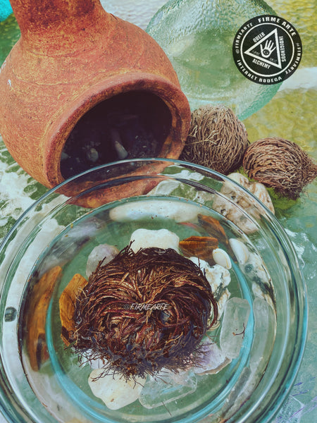 Rose Of Jericho | The resurrection plant