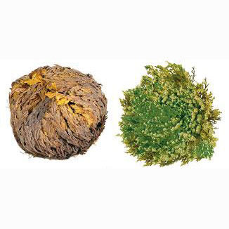 Rose Of Jericho | The resurrection plant